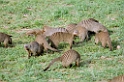 Serengeti Banded Mongoose03